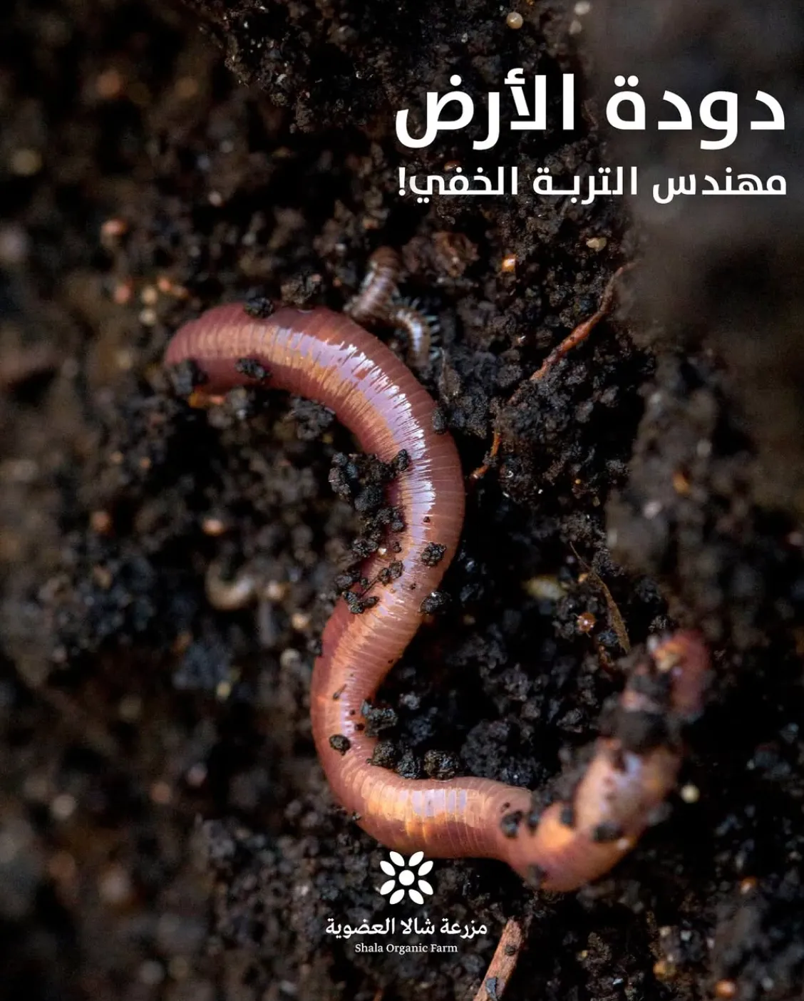 Shala Organic Farm brand building case study by Masar Agency
